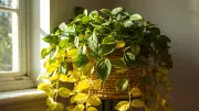 How to Fix Yellowing and Small Money Plant Leaves: Expert Tips