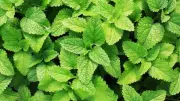 How to Grow Pudina at Home: Step-by-Step Guide for Beginners