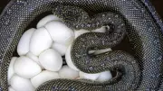 How to Identify Snake Eggs: 7 Signs to Tell Them Apart from Other Reptile Eggs