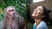 Human and Great Ape Laughter Share Similar Rhythmic Patterns