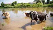 Importance of Animal-Inclusive Disaster Planning for Recovery