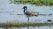 India Designates 100th Ramsar Site: Jai Prakash Narayan Bird Sanctuary