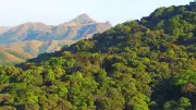 India's Forests Lose Climate Resilience, Experts Warn