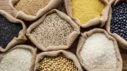 India's Seed Bill 2026: Farmers Face Rising Costs as Genetic Diversity Declines