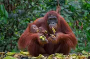 Indonesia Floods Kill 7% of Rare Tapanuli Orangutan Population: Report