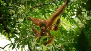 Indonesia Floods Killed 7% of Rare Orangutans, Report Says