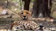 Injured Indian-born female cheetah rescued in Morena, shifted for treatment