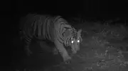 Injured Tiger with Snare Sparks Massive Search in Karnataka's Muthodi Range, Tourists Alerted