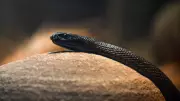 Inland Taipan Changes Color Seasonally: A Biological Marvel Explained