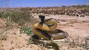 Inland Taipan: The World’s Most Venomous Yet Elusive Snake