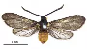 Invasive Fly Introduction in Fiji Led to Moth Extinction: A Cautionary Tale