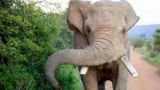 IPS Officer's Wife Dies in Elephant Attack in Karnataka's Kodagu