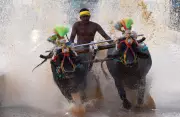 Kambala Buffalo Race to Debut at Mysuru Dasara Festival This Year