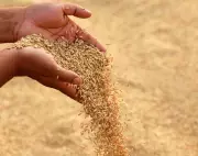 Karnal Forms Six Teams to Verify Paddy Stock at Rice Mills Ahead of CMR Deadline