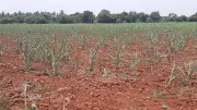 Karnataka crop loss fears as sowing hits only 30% of target