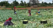 Karnataka Farmers Showcase Diverse Harvests and Agricultural Preparations