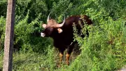 Karnataka Forest Dept to Draft SOP for Capturing Indian Gaur