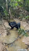 Kaziranga Rehabilitates Two Orphaned Asiatic Black Bear Cubs Released in Dehing Patkai