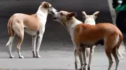 Kerala School Closed After Stray Dog Bites Student on Campus