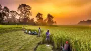 Kharif Sowing Picks Up: Rice, Millets Surge; Oilseeds, Cotton Lag