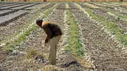 Kharif Sowing Slumps 23% as Delayed Monsoon Hits India
