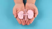 Kidneys Have Hidden Backup System to Conserve Water, Study Reveals