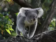 Koala Study Challenges Assumptions About Genetic Diversity and Extinction Risk