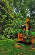 Kolkata's Rabindra Sarobar: Uprooted Trees Replanted After Thunderstorm