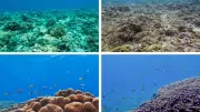 Lakshadweep Potato Patch Coral: A Giant Marine Discovery at Kadmat Island