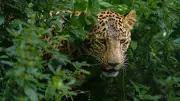 Leopard Rescued from Unused Toilet in Chikkamagaluru, Karnataka