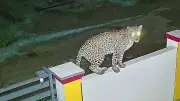 Leopard Spotted in Residential Area in Karnataka's Arsikere