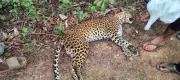 Leopardess Death Case: Forest Dept Yet to Record Accused's Statement