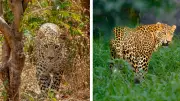Leopards Vishnu and Guru Complete Decade at Pune Junnar Rescue Centre