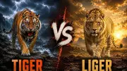 Liger vs Tiger: Size, Strength, and Survival Compared in Detailed Analysis