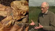 Lindow Man: Secrets of Britain's Bog Body from the Iron Age