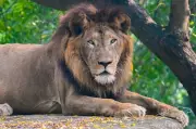 Lion Ajay Dies at Kanpur Zoo Due to Lung Tumour, Aged 18