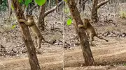 Lion Cub Climbs Tree in Gir, Then Decides to Come Back Down: Watch