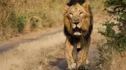 Lion Kills Villager in Gujarat's Bhavnagar; Second Attack in Two Days