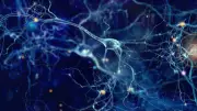 Lithium Deficiency Linked to Alzheimer's: Landmark Harvard Study