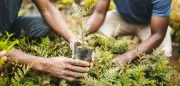 Ludhiana to Plant 30,000 Saplings in Monsoon Drive with Geo-Tagging