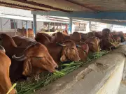 Ludhiana Vet University Issues Heat Stress Advisory for Dairy Livestock