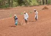 Maharashtra 2026 Loan Waiver: Rs 50,000 Cap for 2019 Beneficiaries
