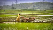 Maharashtra Approves Loan Waiver for 56 Lakh Farmers: Conditions Explained