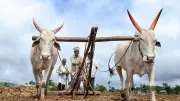Maharashtra Cabinet Approves Farm Loan Waiver for 56 Lakh Farmers