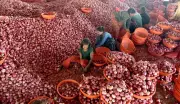 Maharashtra Waives APMC Fees for Nafed, NCCF to Boost Onion Procurement