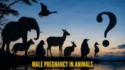 Male Seahorses: The Only Dads That Get Pregnant and Give Birth