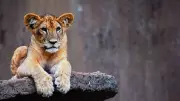 Man held for killing 8-month-old lion cub in Gujarat's Junagadh