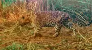 Man Injured in Suspected Leopard Attack Near Mohali Village, Officials Find No Evidence