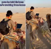 Man Works From Home on Camel in Sahara Desert, Internet Amused