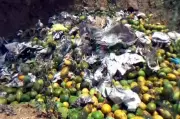 Mango growers in Dindigul suffer losses as prices crash, farmers dump produce